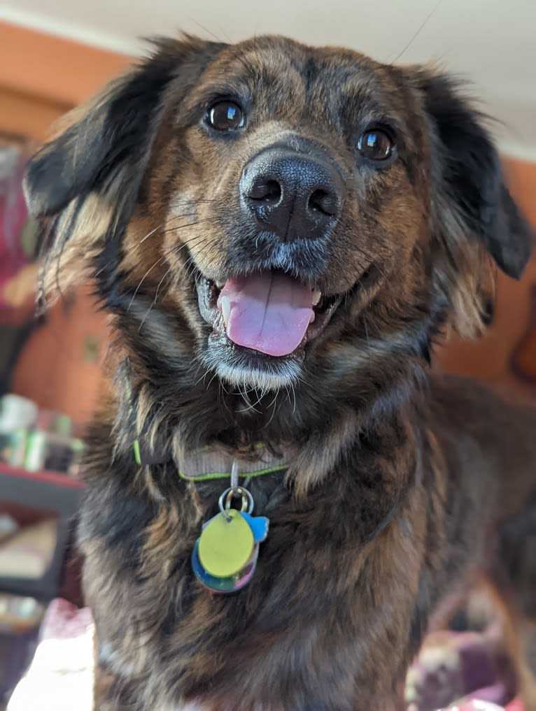 Luna, a Mountain Cur and German Shepherd Dog mix tested with EmbarkVet.com