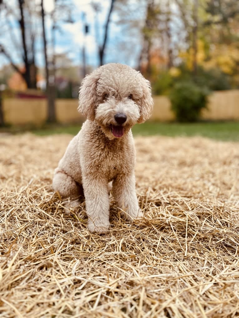 Piper, a Goldendoodle tested with EmbarkVet.com