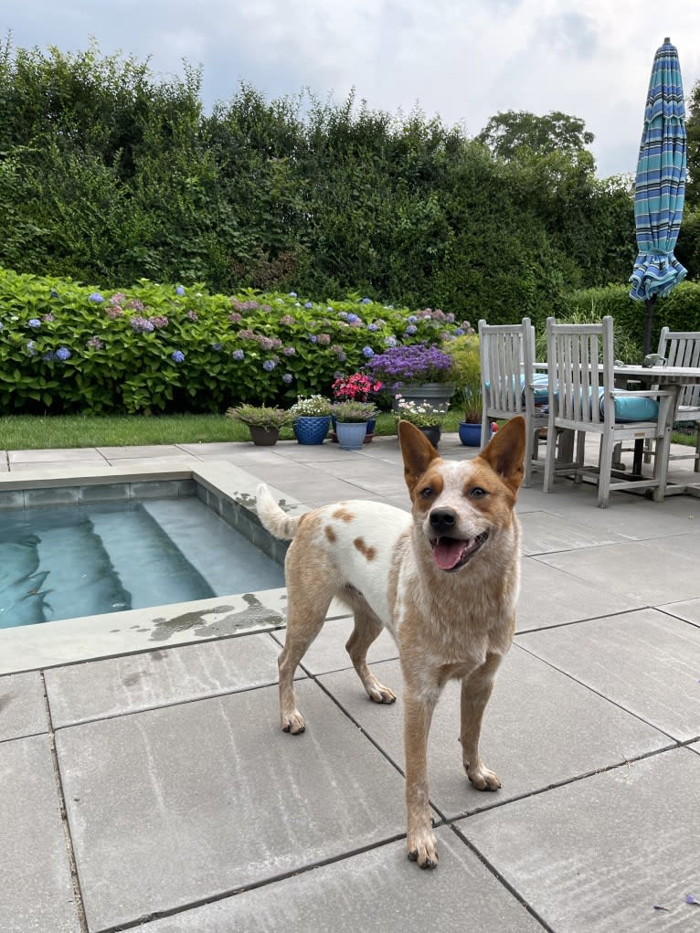 Winnie, an Australian Cattle Dog tested with EmbarkVet.com