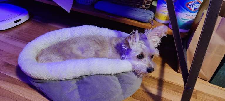 Tater Tot, a Maltese and Miniature Pinscher mix tested with EmbarkVet.com