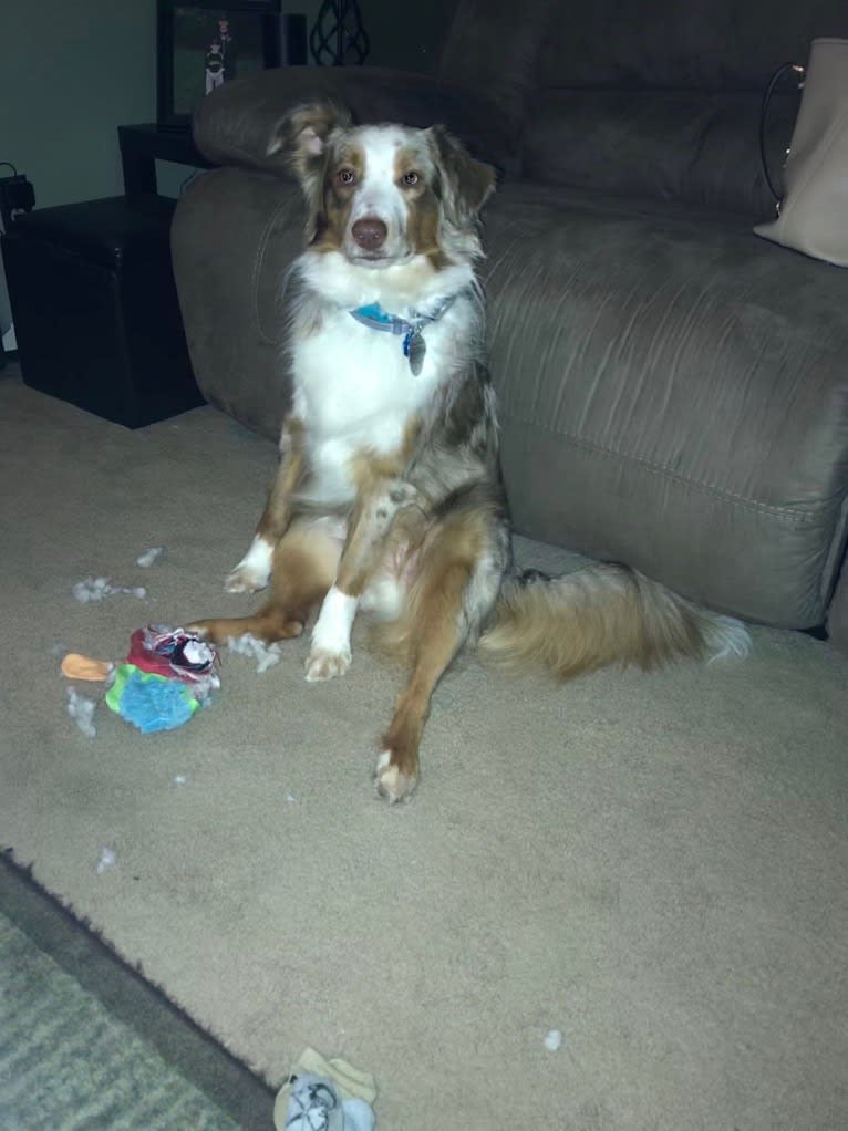 Harrison, an Australian Shepherd and Border Collie mix tested with EmbarkVet.com