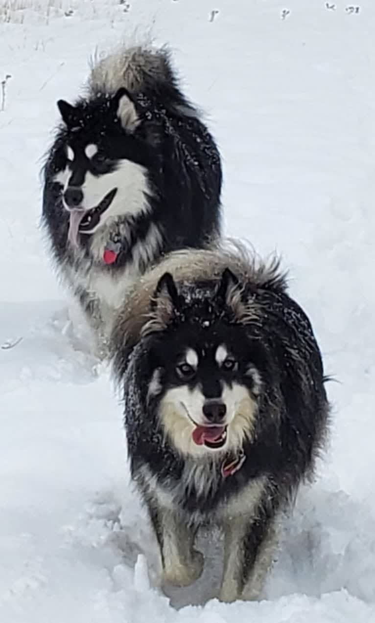 Kalu, an Alaskan Malamute tested with EmbarkVet.com