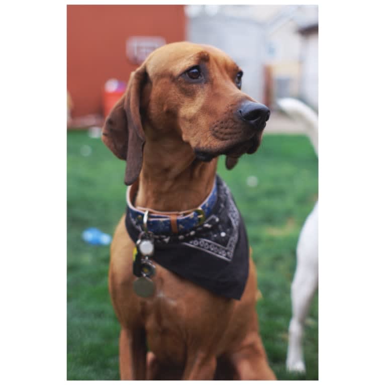 Penny, a Black and Tan Coonhound and Redbone Coonhound mix tested with EmbarkVet.com