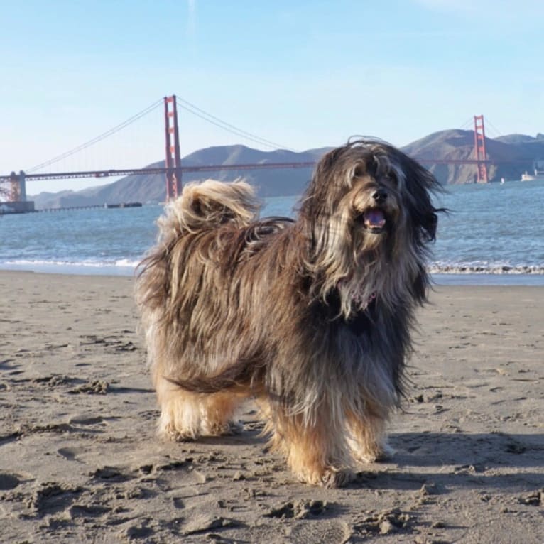 Shiloh, a Shih Tzu and Rottweiler mix tested with EmbarkVet.com