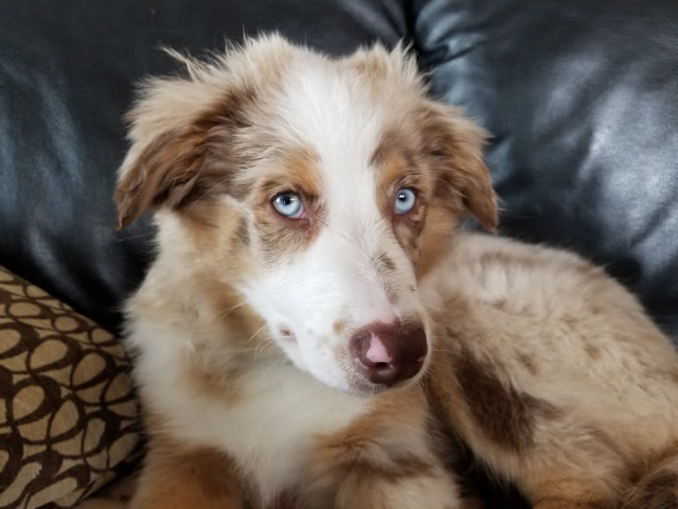 Josie, an Australian Shepherd tested with EmbarkVet.com