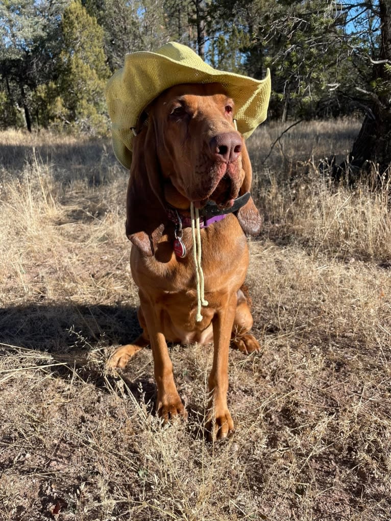 Willa, a Bloodhound tested with EmbarkVet.com