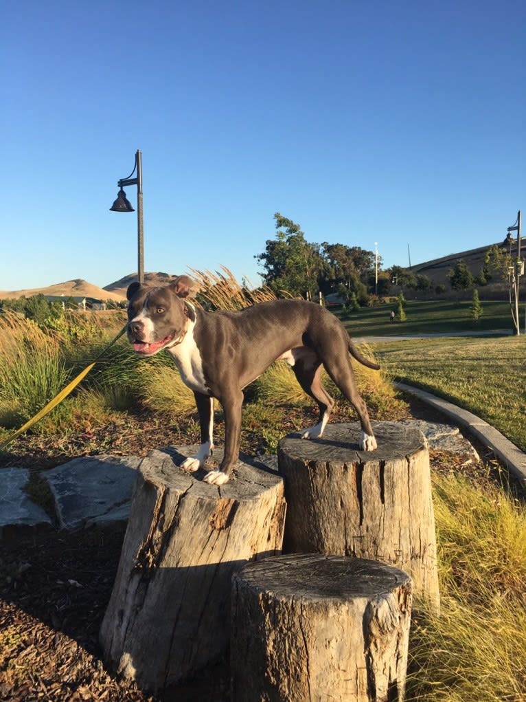 MaSiWei, an American Bully tested with EmbarkVet.com