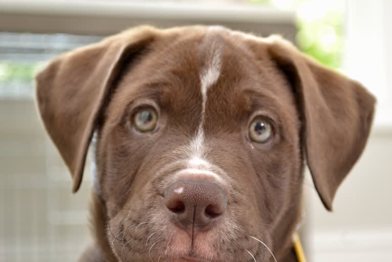 Abel, a Bulldog and Labrador Retriever mix tested with EmbarkVet.com