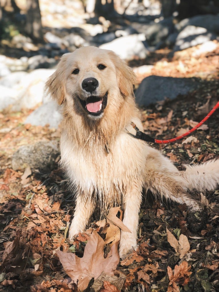 Kai, a Border Collie and Golden Retriever mix tested with EmbarkVet.com