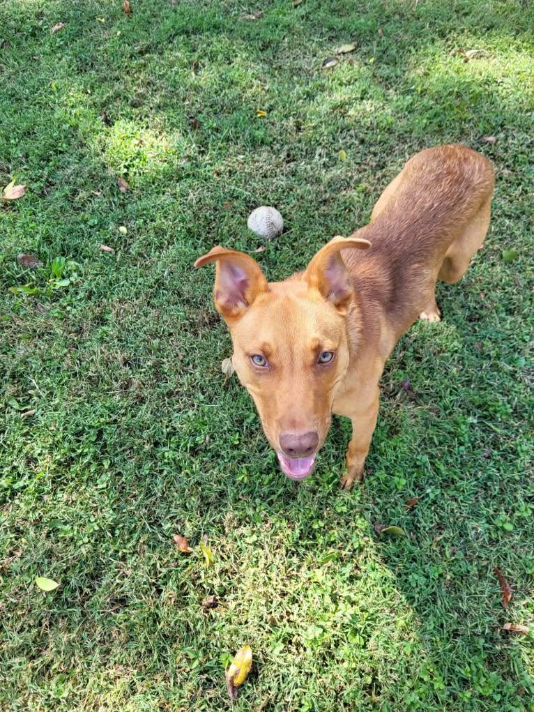 Miles Couper, an Australian Cattle Dog and American Pit Bull Terrier mix tested with EmbarkVet.com