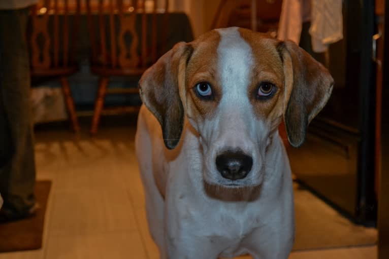 Luna, a Treeing Walker Coonhound and American Foxhound mix tested with EmbarkVet.com