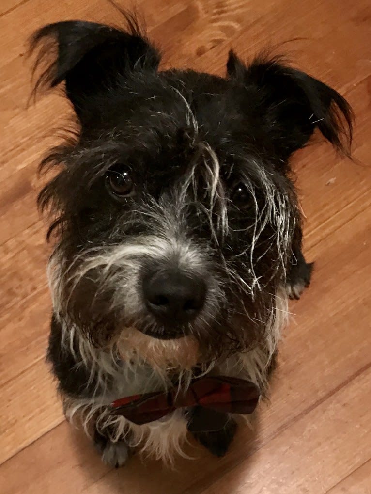 Gadget, a Boston Terrier and Havanese mix tested with EmbarkVet.com