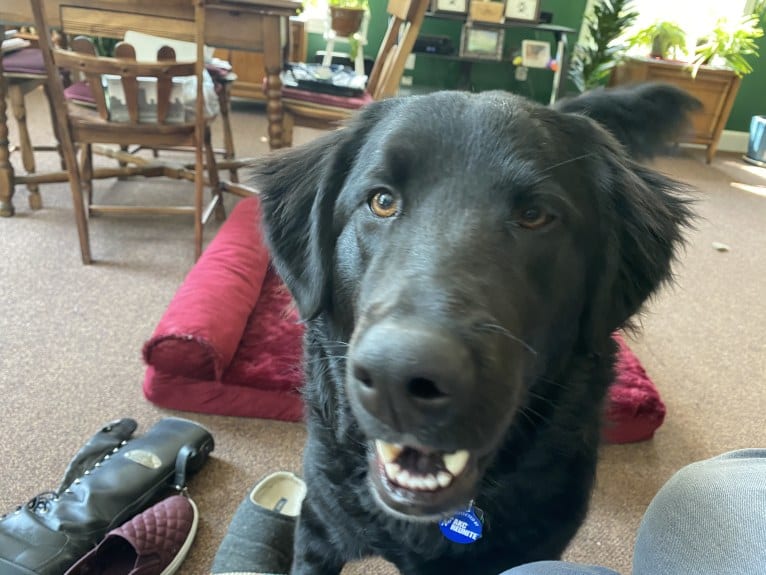 Care Bear Ross, a Labrador Retriever and Australian Cattle Dog mix tested with EmbarkVet.com