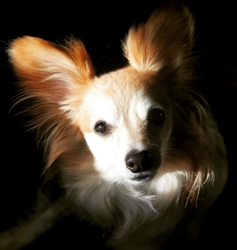 Rusko, a Papillon tested with EmbarkVet.com