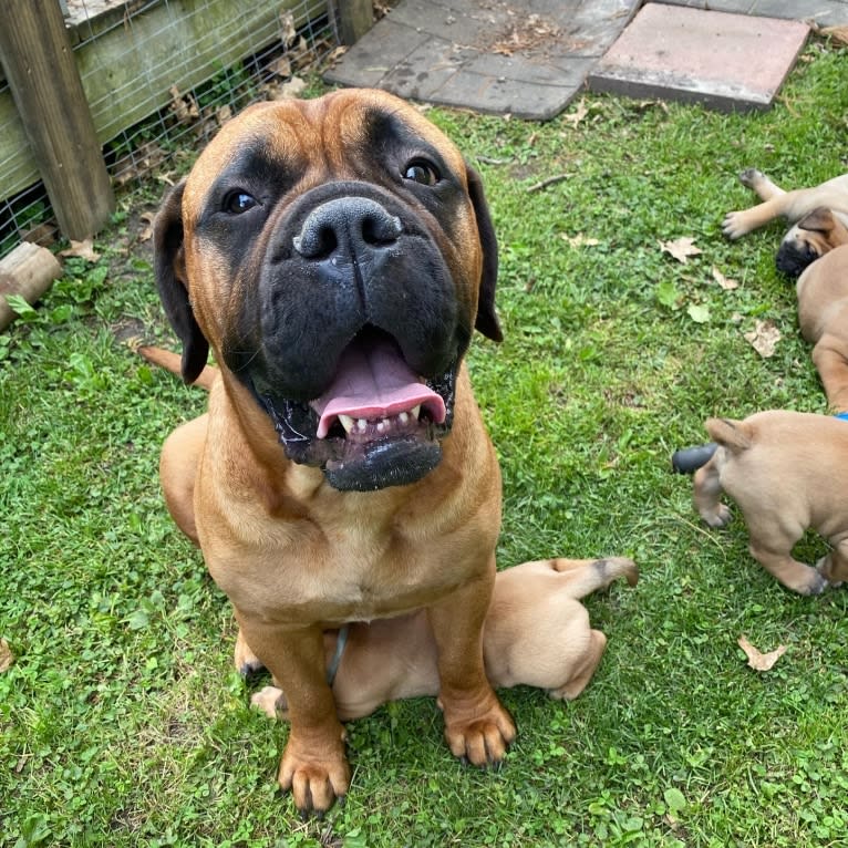 Indiana Jones, a Bullmastiff tested with EmbarkVet.com