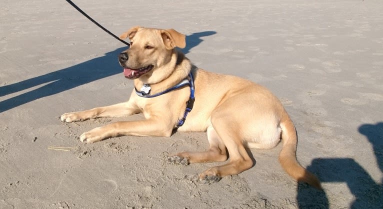 Willie Kirsch, a Labrador Retriever and American Pit Bull Terrier mix tested with EmbarkVet.com