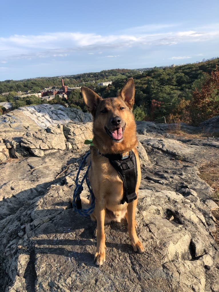 Oakley, a German Shepherd Dog and Chinese Shar-Pei mix tested with EmbarkVet.com