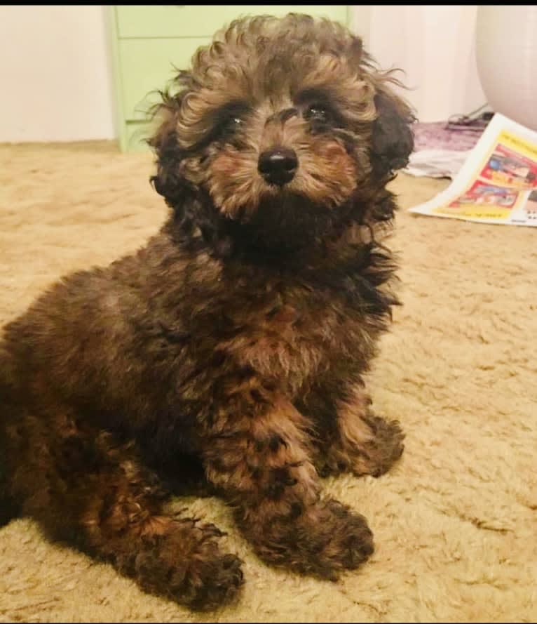 Teddy, a Poodle (Small) tested with EmbarkVet.com