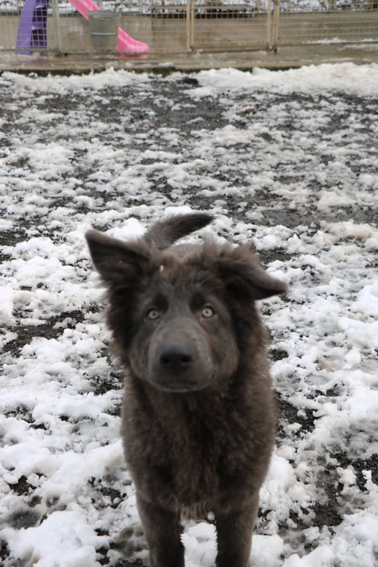 Lusha, a German Shepherd Dog tested with EmbarkVet.com