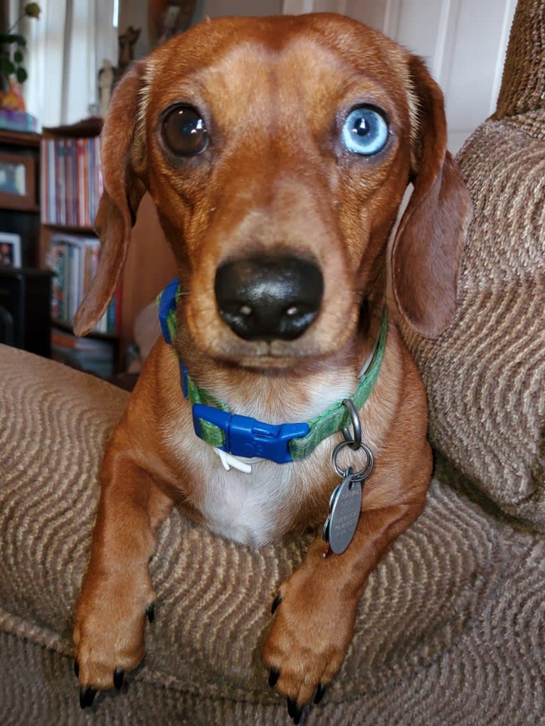 Casey, a Dachshund tested with EmbarkVet.com