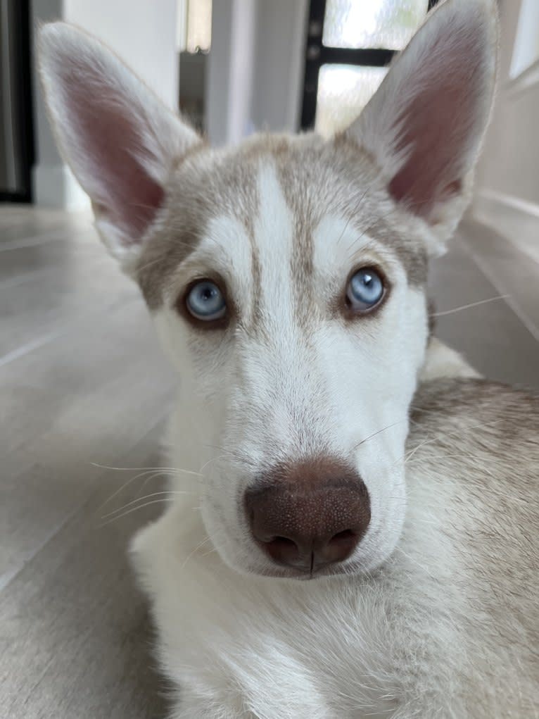 Azul, a Siberian Husky and Alaskan Malamute mix tested with EmbarkVet.com