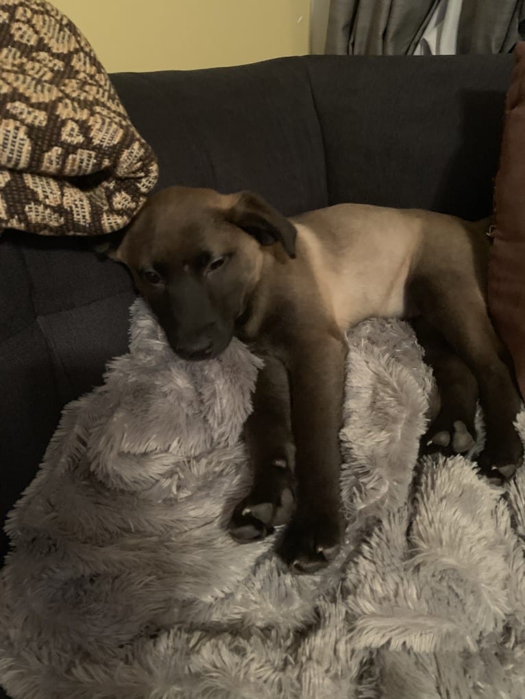 Gracie, an American Pit Bull Terrier and Labrador Retriever mix tested with EmbarkVet.com