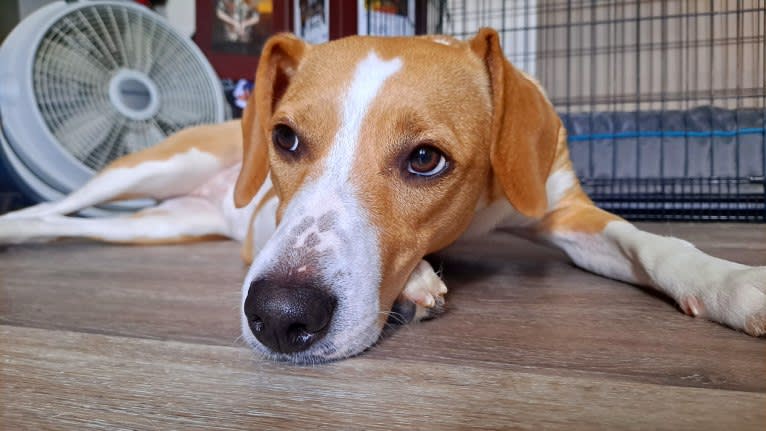 Stella, a Rat Terrier and Mountain Cur mix tested with EmbarkVet.com