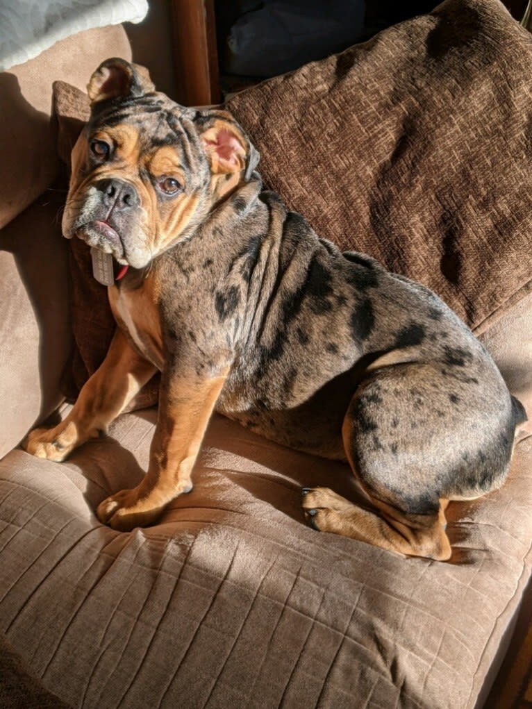 Vinny, an Olde English Bulldogge tested with EmbarkVet.com