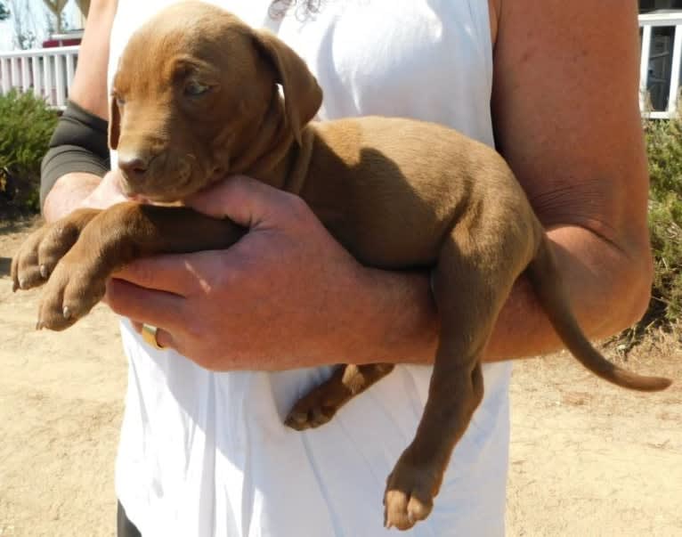 Kingston, a Weimaraner and Labrador Retriever mix tested with EmbarkVet.com