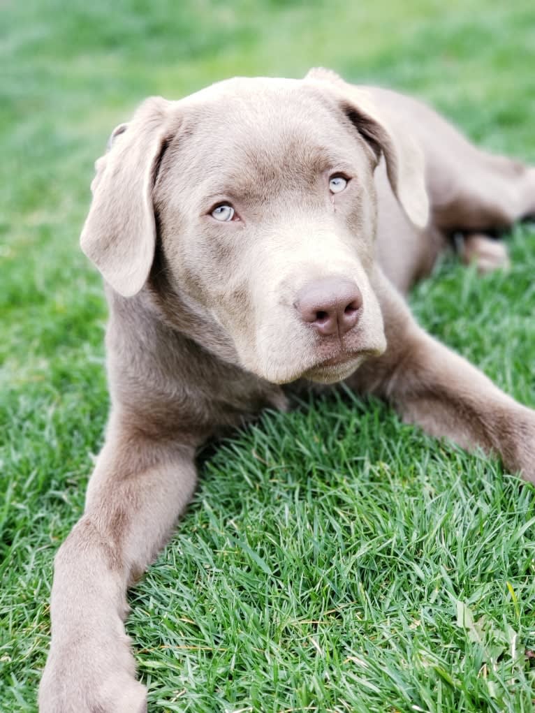 Jordy, a Labrador Retriever tested with EmbarkVet.com