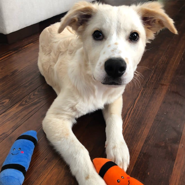 Fenrir, a Border Collie and Great Pyrenees mix tested with EmbarkVet.com