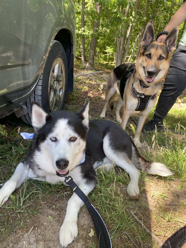 Arto, a Siberian Husky tested with EmbarkVet.com