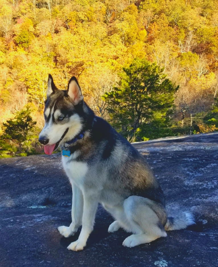 Teko, a Siberian Husky tested with EmbarkVet.com