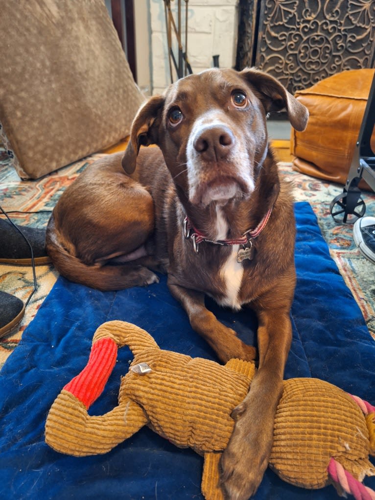 Valkyrie, a Golden Retriever and Labrador Retriever mix tested with EmbarkVet.com