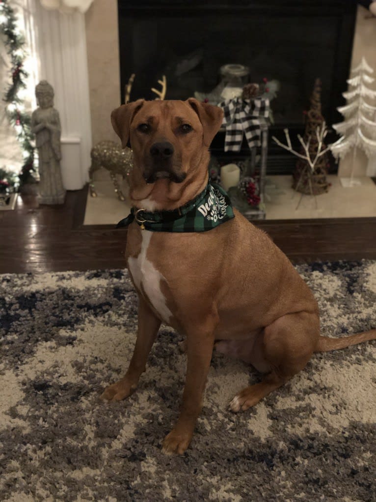 Rhodesian ridgeback boxer mix sale
