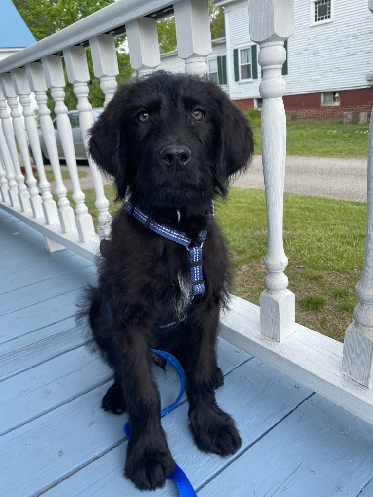 Levi, a Labradoodle tested with EmbarkVet.com