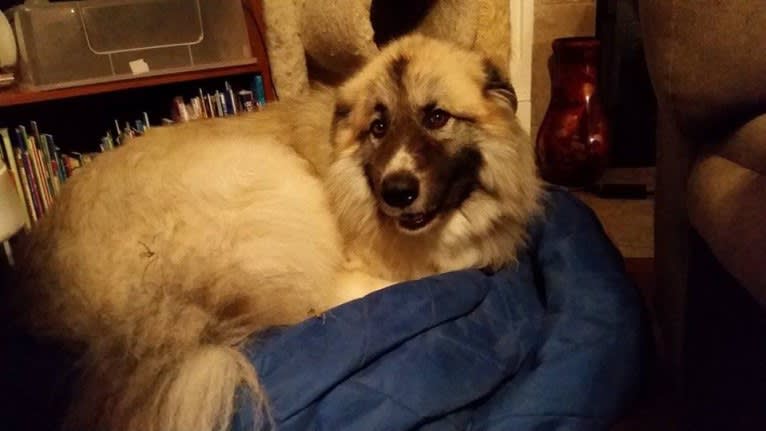 Monster, a Great Pyrenees and Alaskan Malamute mix tested with EmbarkVet.com