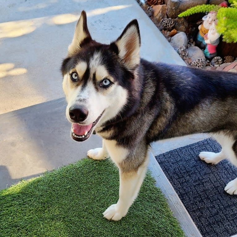 Teyla, a Siberian Husky tested with EmbarkVet.com