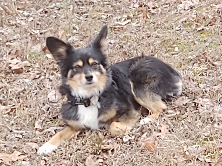 Scamp (a.k.a. Skamp), an Australian Shepherd tested with EmbarkVet.com