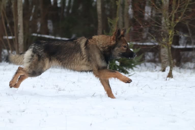 Heilung, a German Shepherd Dog tested with EmbarkVet.com