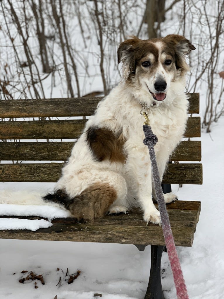 Zoey, a Border Collie and Maremma Sheepdog mix tested with EmbarkVet.com