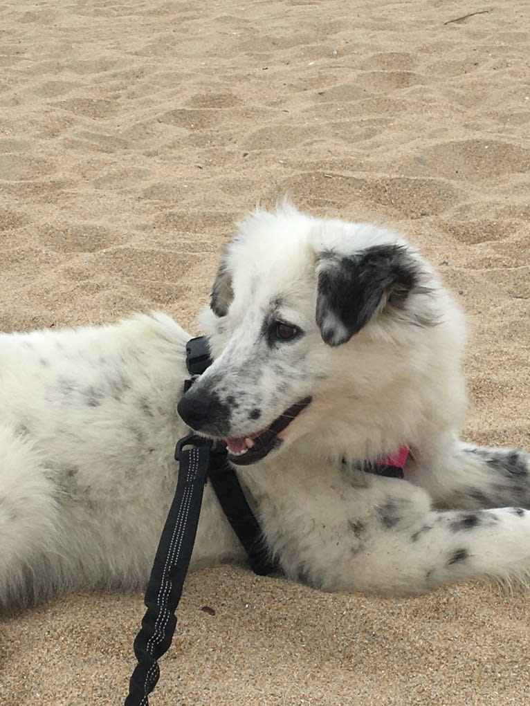 Kuzya, an Eastern European Village Dog tested with EmbarkVet.com