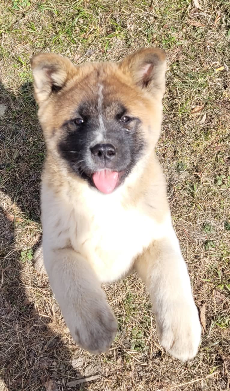 Geena, an Akita tested with EmbarkVet.com