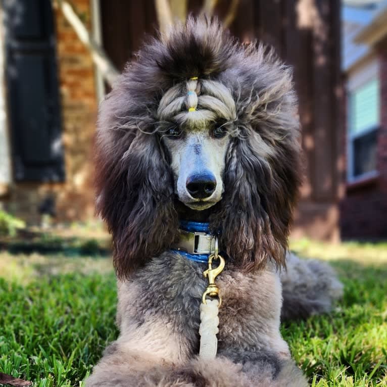 Arwen, a Poodle (Standard) tested with EmbarkVet.com