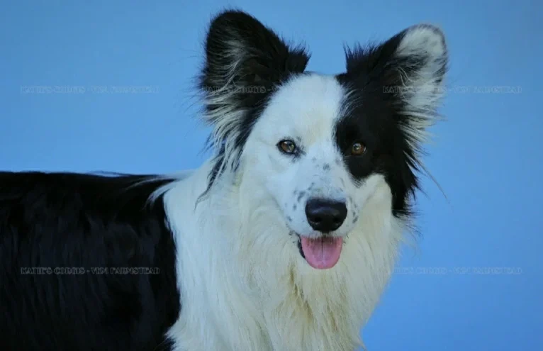 Major Point Jack Classic Clancy, a Cardigan Welsh Corgi tested with EmbarkVet.com