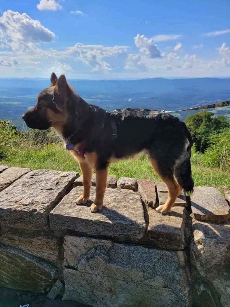 Photo of Charlie, a German Shepherd Dog, Australian Shepherd, and Siberian Husky mix in Greeneville, Tennessee, USA