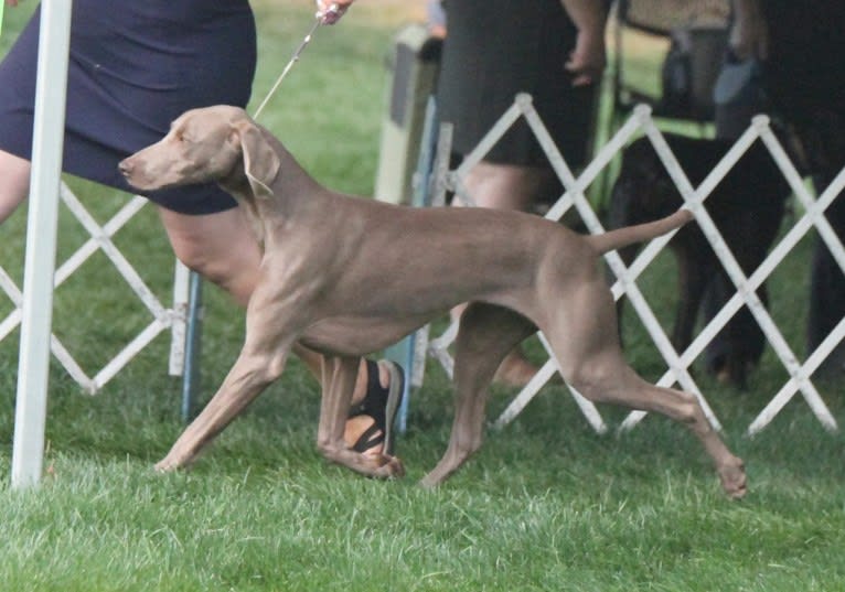 Angenehm's I Don't Need a Crown at Greyhaus, a Weimaraner tested with EmbarkVet.com