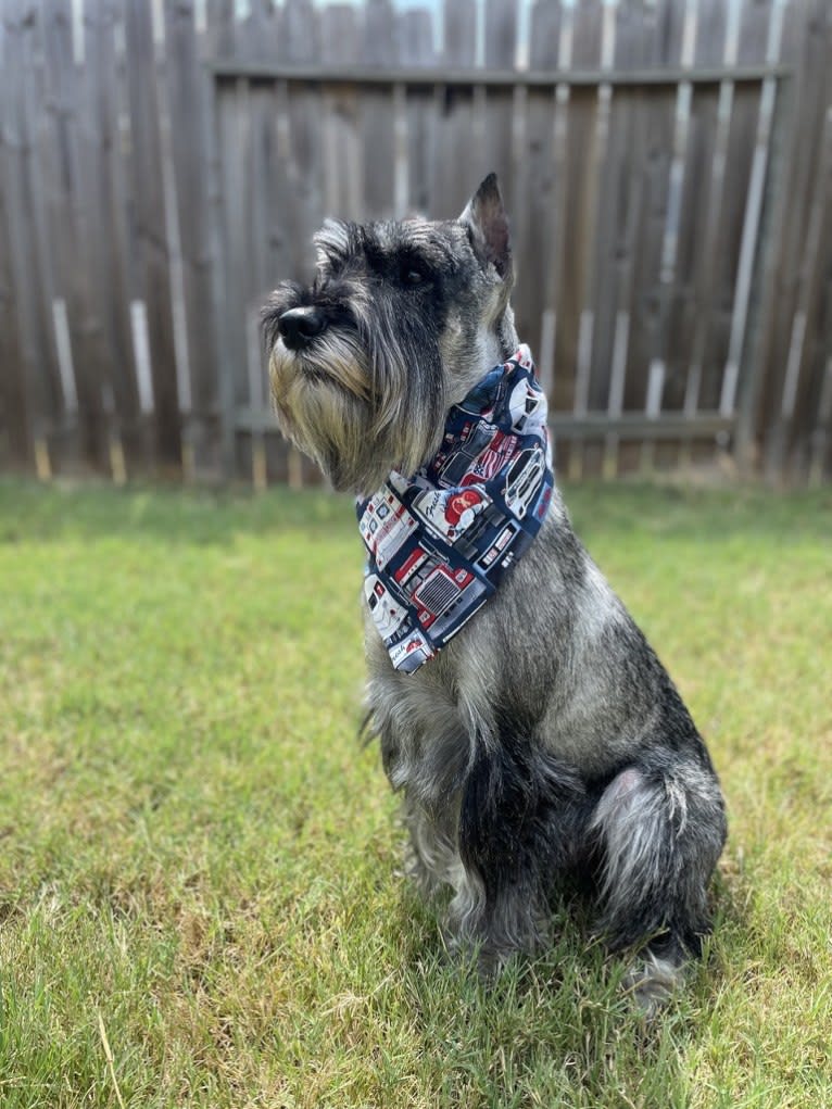 Hugo, a Standard Schnauzer tested with EmbarkVet.com