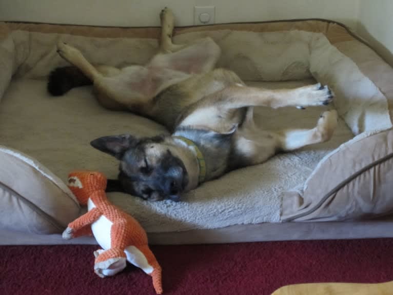 Halo, a Belgian Malinois and Siberian Husky mix tested with EmbarkVet.com