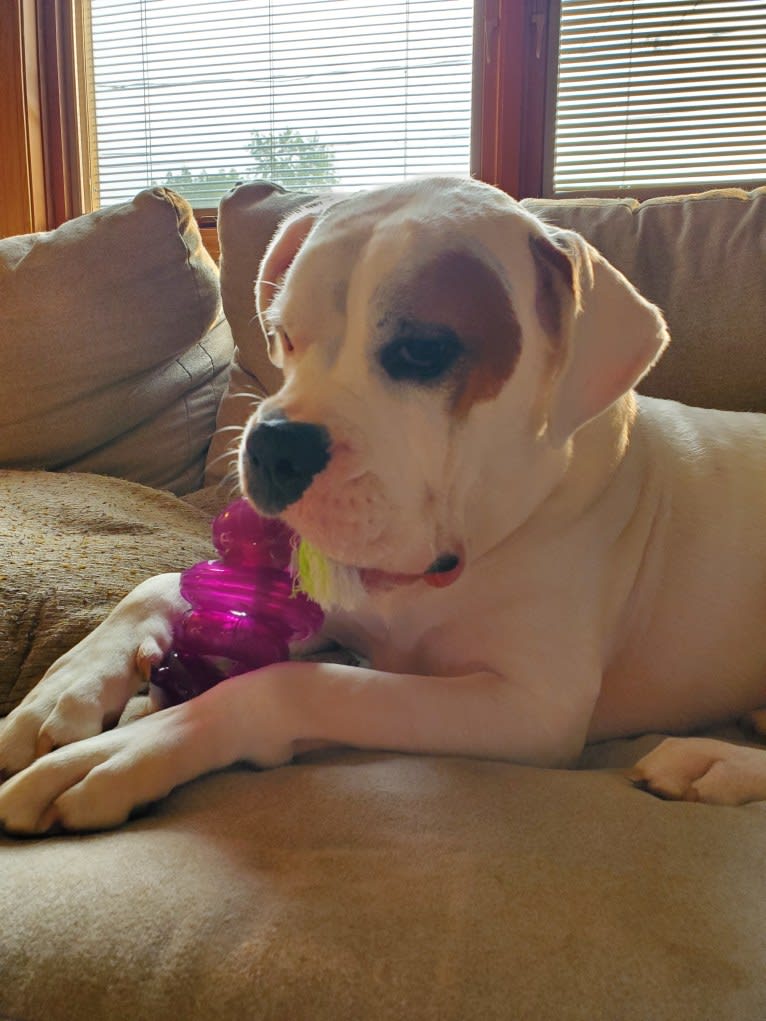 Thorsen, a Boxer and Saint Bernard mix tested with EmbarkVet.com